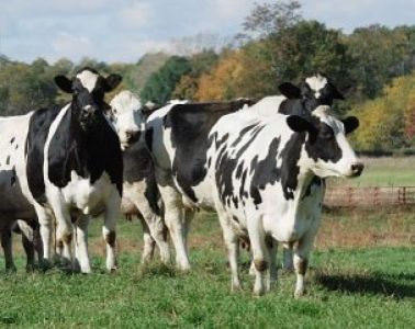 vaches